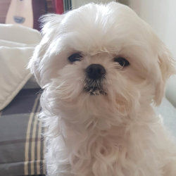 ‘나혼산’ 일등공신 꽃분이, 구성환 곁 떠나…누구? [왓IS]