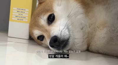 “이 집에서 개가 제일 얌전”… 유튜브 ‘옥지네’가 보여주는 다정한 소란 [김지혜의 ★ 튜브]