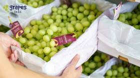 호주포도협회, 봄맞이 호주 포도 출하 시즌 맞아 전국 시식 행사 개최